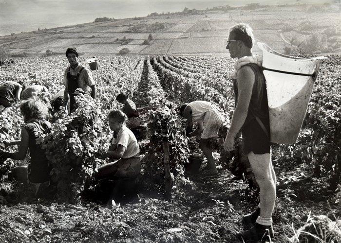 Edith Gérin (1910-1997) - Vendanges vers Nolay, France, 1989, Antiek en Kunst, Kunst | Designobjecten