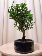 ilex bonsai (japanse hulst) - Hoogte (boom): 23 cm - Diepte