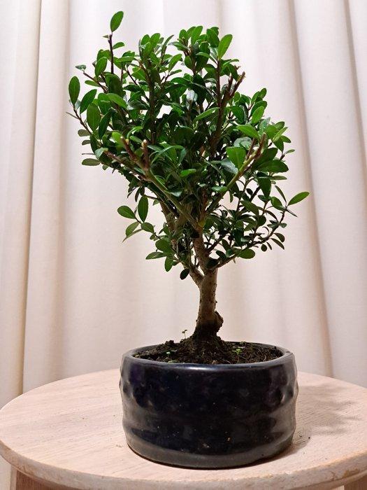 ilex bonsai (japanse hulst) - Hoogte (boom): 23 cm - Diepte, Antiek en Kunst, Curiosa en Brocante
