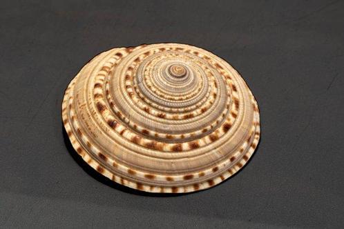 unieke GROTE zonnewijzer slak  Taxidermie wandmontage -, Verzamelen, Dierenverzamelingen