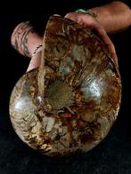 Fossiel Nautilus met aragoniet - Gefossiliseerd dier -, Verzamelen