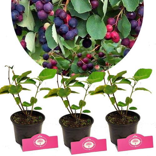 Amelanchier alnifolia Sleyt + Pot 12cm 3 stuks, Tuin en Terras, Planten | Fruitbomen, Halfschaduw, Verzenden