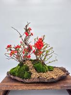 Chaenomeles Bosbonsai — Verzamelingstuk - Hoogte (boom): 40