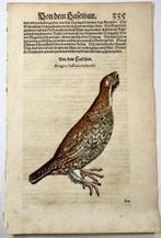 Conrad Gesner (1516-1565) - Sandgrouse, Bird - Hand coloured, Antiek en Kunst