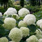 Hortensia -- Strong Annabelle  - Hydrangea Strong- Annabelle, Zomer, Ophalen of Verzenden