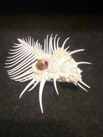 Zeeslak Zeeschelp - S-21 MUREX PECTEN (Zonder Minimumprijs), Verzamelen, Nieuw