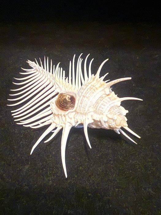 Zeeslak Zeeschelp - S-21 MUREX PECTEN (Zonder Minimumprijs), Verzamelen, Dierenverzamelingen