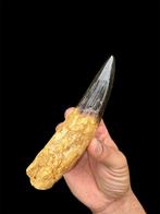 Enorme wortelachtige tand - Fossiele tand - Spinosaurus, Verzamelen