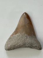 Megalodon tand 6,3 cm - Fossiele tand - Carcharocles