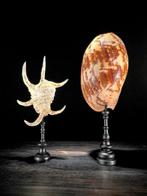 Indrukwekkend paar Spider Conch Shell en Melo Amphora Shell.