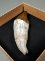 Snijtand van Basilosaurus - Fossiele tand - Basilosaurus sp., Verzamelen, Mineralen en Fossielen