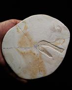 Vis - Fossiel skelet - Rhybchodercetis, Verzamelen, Mineralen en Fossielen