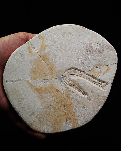 Vis - Fossiel skelet - Rhybchodercetis, Verzamelen, Mineralen en Fossielen