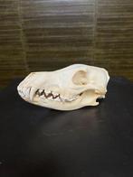 Coyote Schedel Taxidermie Opgezette Dieren By Max, Verzamelen, Dierenverzamelingen, Ophalen of Verzenden, Nieuw, Wild dier, Opgezet dier