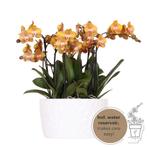 Kolibri Orchids | oranje orchideeënset in Honey dish incl. w, Verzenden, Nieuw