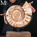 Grote ammoniet - oeroude oceaan Douvilleiceras – Monument