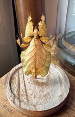 Phasme Taxidermie volledige montage - Phasme Phyllium, Antiek en Kunst, Curiosa en Brocante