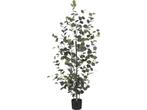 Mica Decorations Eucalyptus Kunstplant in Bloempot - H150 x, Verzenden