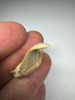 Haai - Fossiele tand - Tiburon Otodus, Verzamelen, Mineralen en Fossielen
