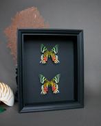 Vlinder Taxidermie volledige montage - Urania ripheus - 25, Nieuw