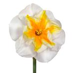 Bloembollen - 40 x Narcis Delta - wit met oranje, Verzenden, Voorjaar, Volle zon, Bloembol