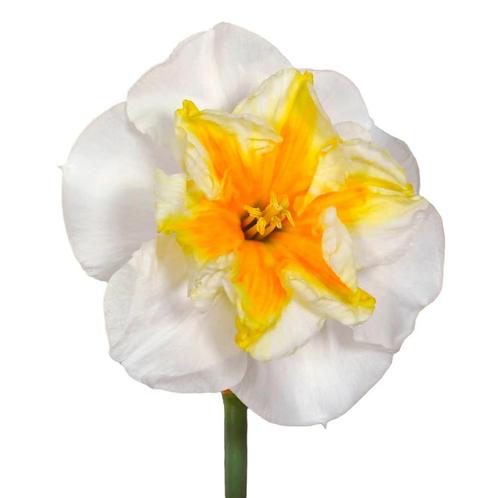 Bloembollen - 40 x Narcis Delta - wit met oranje, Tuin en Terras, Bloembollen en Zaden, Bloembol, Voorjaar, Volle zon, Verzenden