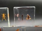 Kikker Taxidermie volledige montage - Rena - 75 mm - 75 mm -, Verzamelen, Nieuw