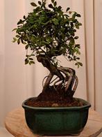 Chinese iep bonsai (Ulmus parviflora) - Hoogte (boom): 25 cm