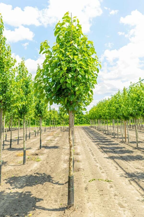 Morus alba hoogstam, Tuin en Terras, Planten | Tuinplanten