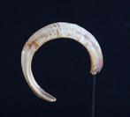 Oud rundvarkenskaak- Belangrijk vermogensbestanddeel