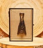 Vleermuis Taxidermie volledige montage - Cynopterus