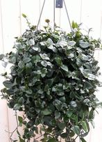 Hangplant Tradescantia donker groen - Warentuin Natuurlijk, Huis en Inrichting, Kamerplanten, Verzenden