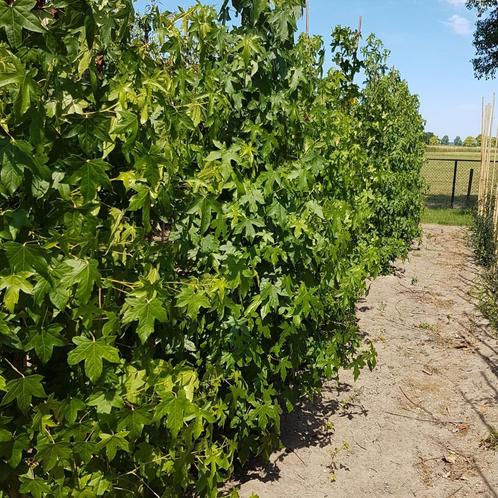 Zuilamberboom - Liquidambar styraciflua - Omtrek: 10-14 cm |, Tuin en Terras, Planten | Bomen, Ophalen of Verzenden