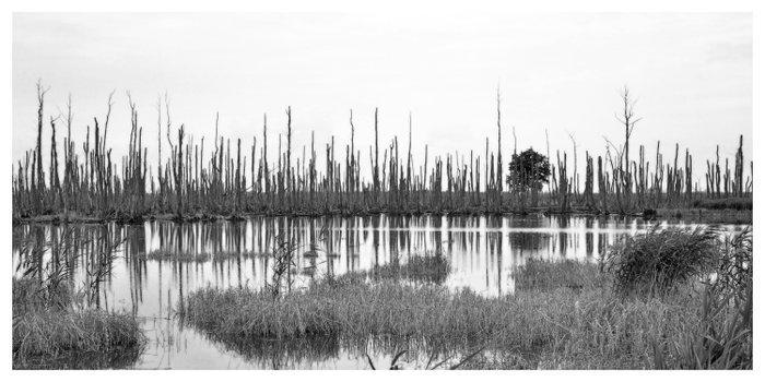 Bernd Lieven - Waterlandscape Dead Trees I, Antiek en Kunst, Kunst | Designobjecten