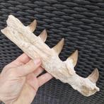 Fossil mosasaur jaw - Gefossiliseerde kaak - Mosasaurus, Verzamelen