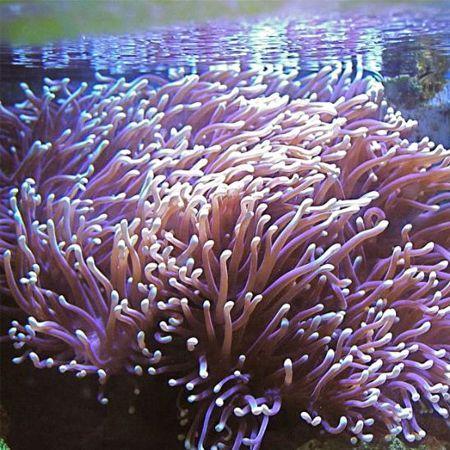 Heteractis Magnifica, Dieren en Toebehoren, Vissen | Aquaria en Toebehoren, Ophalen of Verzenden