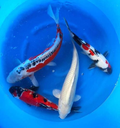 Hirasawa Marusei 45-55cm (Japanse Koi), Dieren en Toebehoren, Vissen | Vijvervissen, Karper of Koi