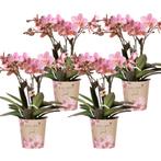Kolibri Orchids | COMBI DEAL van 4 Phalaenopsis orchideeën -, Verzenden, Nieuw