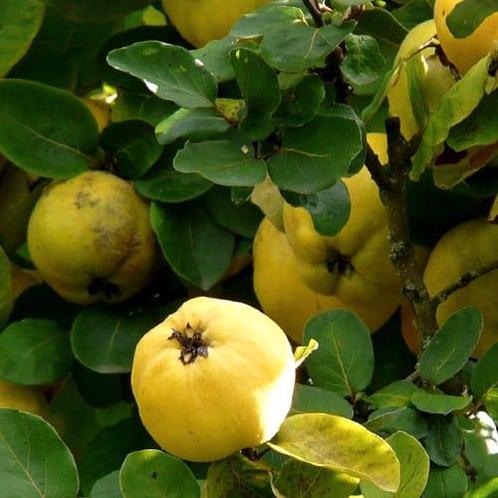 Cydonia oblonga Champion + pot 23cm, Tuin en Terras, Planten | Fruitbomen, Volle zon, Verzenden