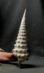 Reusachtige fossiele schelp - - Gefossiliseerd dier -, Verzamelen
