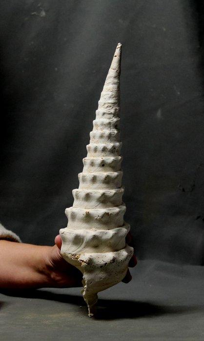 Reusachtige fossiele schelp - - Gefossiliseerd dier -, Verzamelen, Mineralen en Fossielen