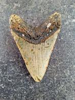 Megalodon - Fossiele tand - Otodus (Carcharocles) megalodon