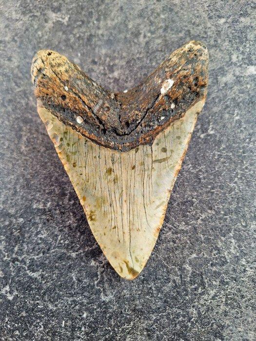 Megalodon - Fossiele tand - Otodus (Carcharocles) megalodon, Verzamelen, Mineralen en Fossielen