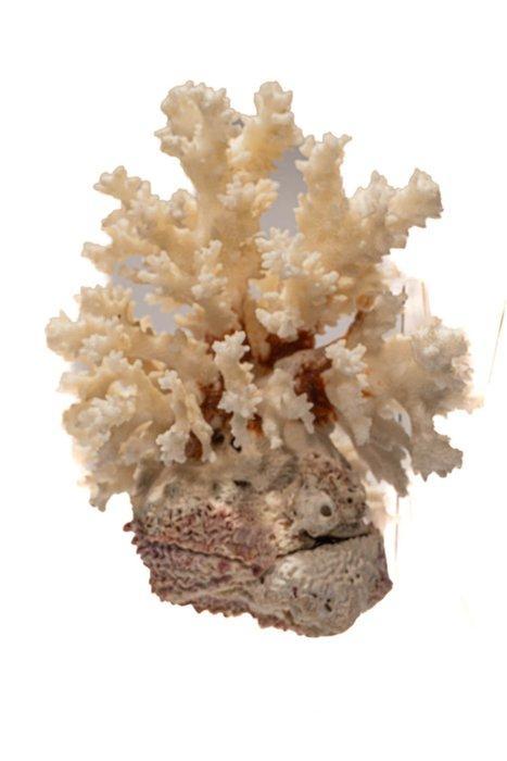 fijne takkenkoralen aangewassen op een Spondylus-oester, Verzamelen, Dierenverzamelingen