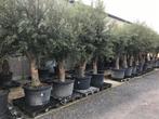 Speciale aanbieding: Partij van 14 olijfbomen, Tuin en Terras, Planten | Bomen, Ophalen, In pot