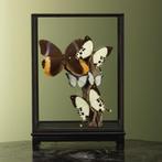 Vlinders in Vitrine Taxidermie Opgezette Dieren By Max, Verzamelen, Dierenverzamelingen, Ophalen of Verzenden, Nieuw, Insect, Opgezet dier