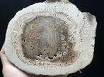 Gefossiliseerd hout - Tietea singularis - 15 cm - 12 cm
