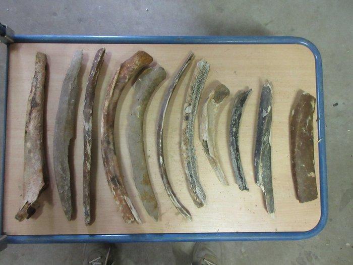 Bizon - Fossiel bot - Mammoet Primigenius + / ou Bison, Verzamelen, Mineralen en Fossielen