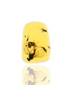 Birmese barnsteen, gedetailleerde Brachycera (vlieg),