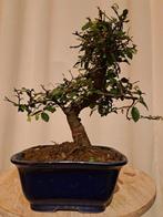 Chinese iep bonsai (Ulmus parviflora) - Hoogte (boom): 19 cm